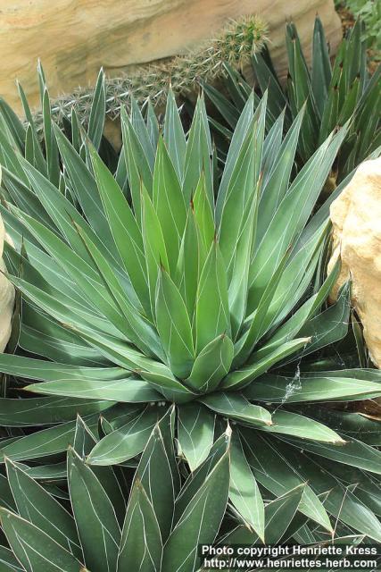 Photo: Agave victoriae-reginae 7.