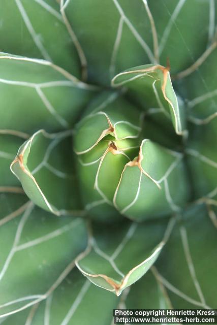 Photo: Agave victoriae-reginae 8.