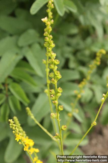 Photo: Agrimonia eupatoria 14.