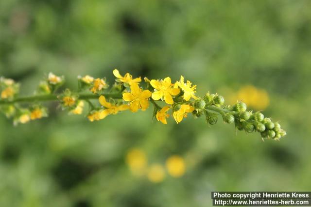 Photo: Agrimonia procera 1.