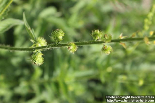 Photo: Agrimonia procera 2.