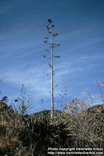 Photo: Agave palmeri 2.