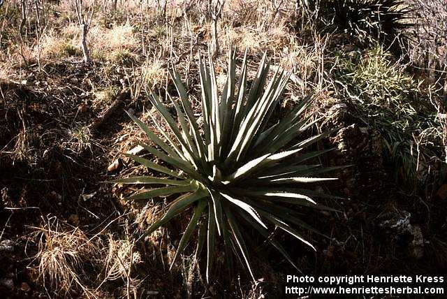 Photo: Agave palmeri 1.