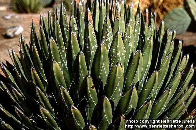 Photo: Agave victoriae reginae 1.