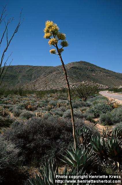 Photo: Agave deserti.