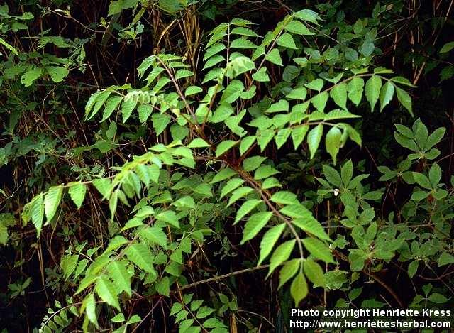 Photo: Ailanthus altissima 2.