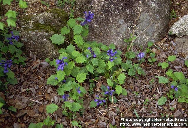 Photo: Ajuga incisa.