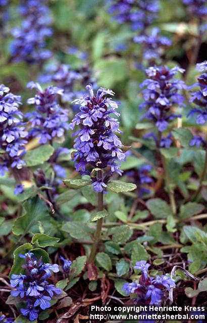 Photo: Ajuga reptans 5.