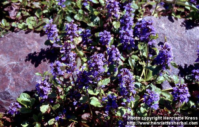 Photo: Ajuga reptans 6.