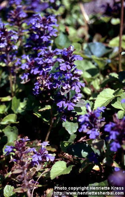 Photo: Ajuga reptans 8.