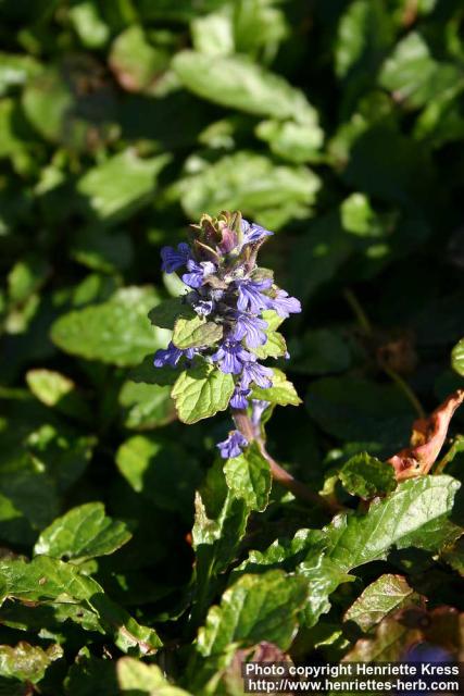 Photo: Ajuga reptans 9.