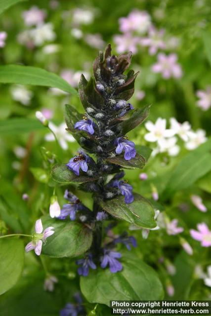 Photo: Ajuga pyramidalis 3.