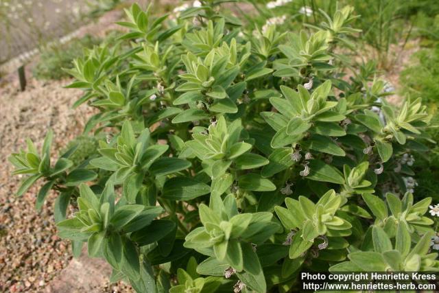 Photo: Ajuga laxmannii 1.