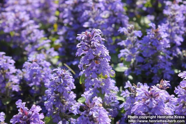 Photo: Ajuga reptans 11.