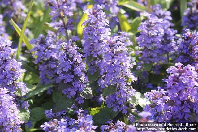 Photo: Ajuga reptans 12.