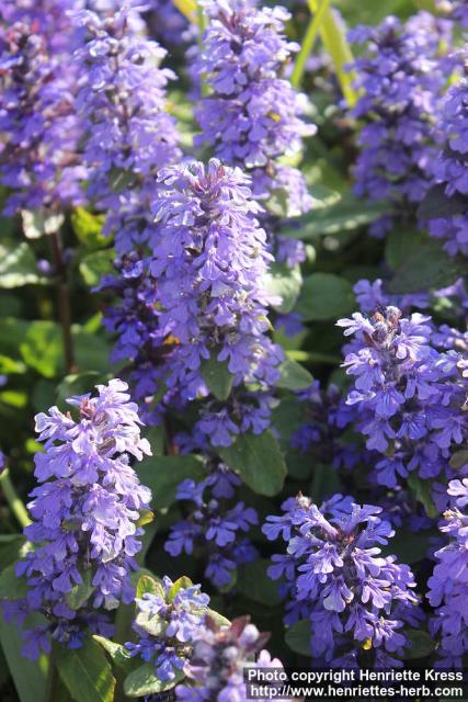 Photo: Ajuga reptans 13