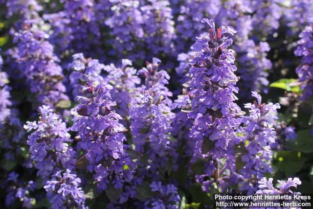 Photo: Ajuga reptans 15.