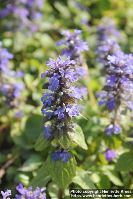 Photo: Ajuga reptans 17.