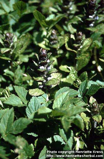 Photo: Ajuga reptans 03.