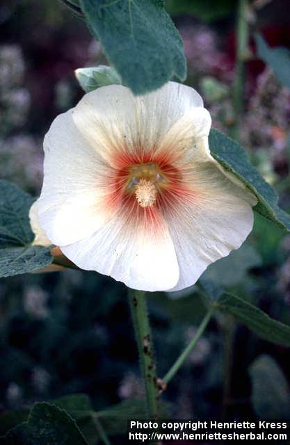 Photo: Alcea rosea 7.