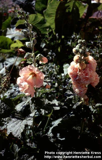 Photo: Alcea rosea 9.