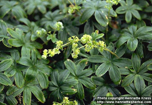 Photo: Alchemilla alpina 1.