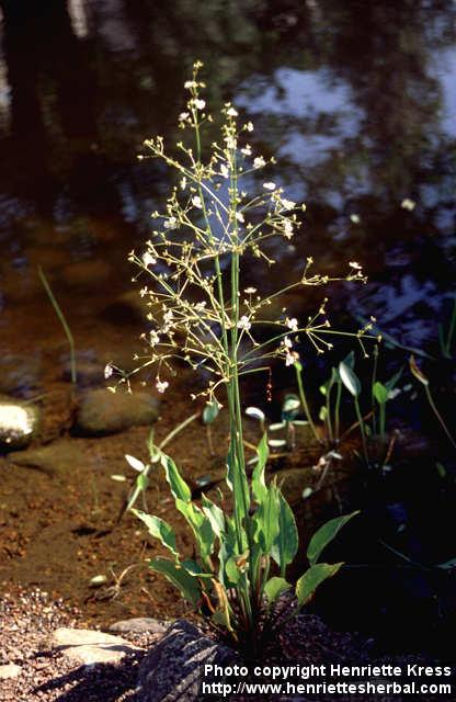 Photo: Alisma plantago aquatica 1.