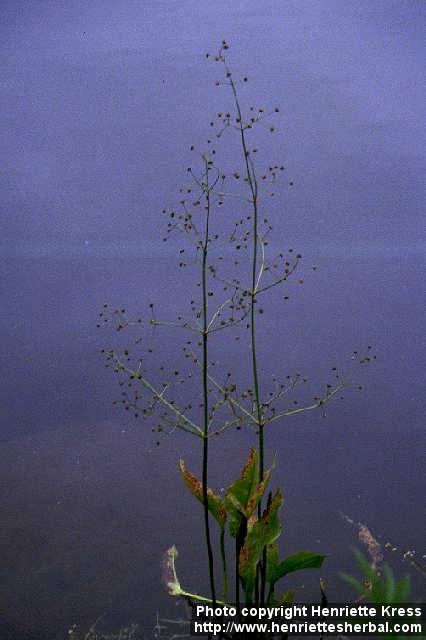 Photo: Alisma plantago aquatica.