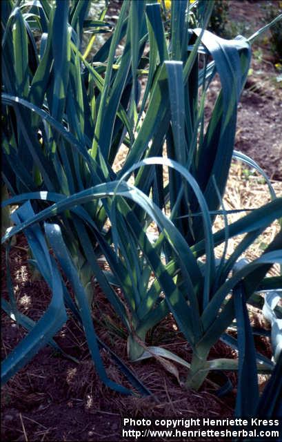 Photo: Allium porrum.