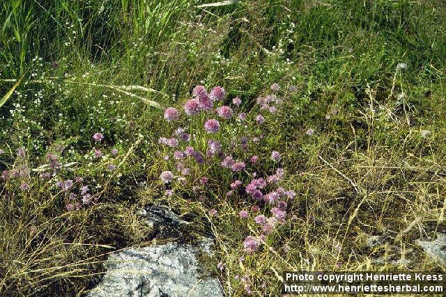 Photo: Allium schoenoprasum 2.