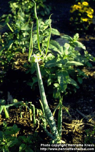 Photo: Allium x proliferum.