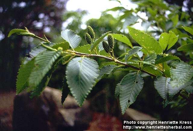 Photo: Alnus firma.