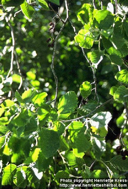 Photo: Alnus incana 5.