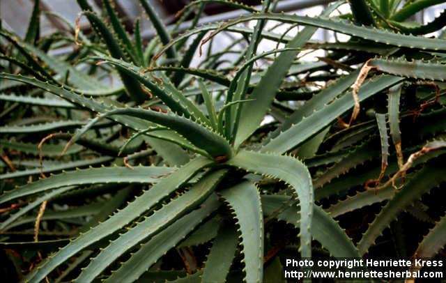 Photo: Aloe arborescens 2.