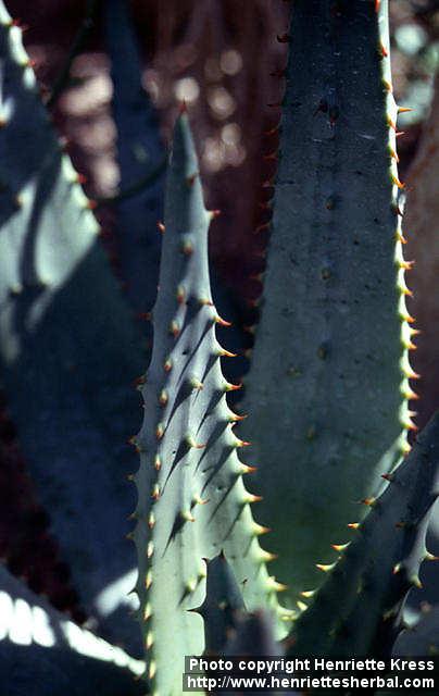 Photo: Aloe ferox 1.