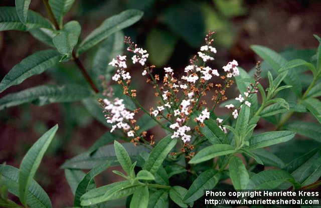 Photo: Aloysia triphylla 2.