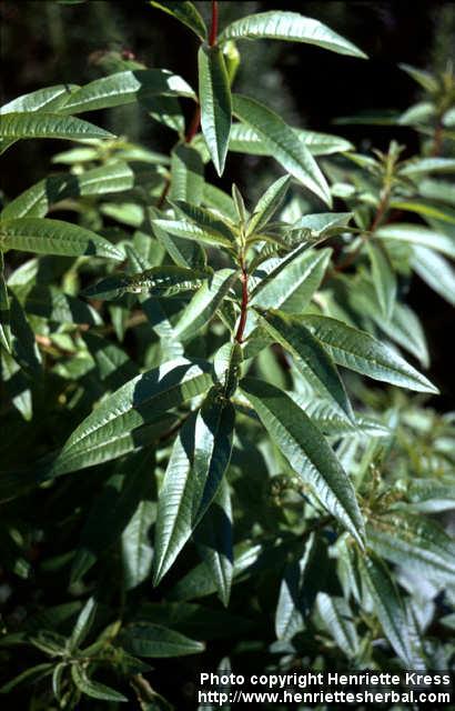 Photo: Aloysia triphylla 4.