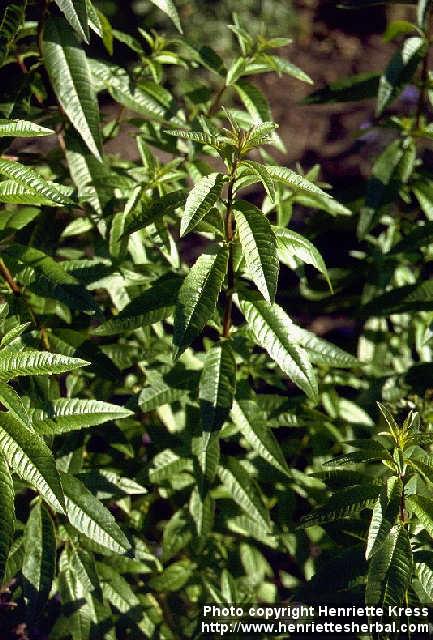 Photo: Aloysia triphylla.