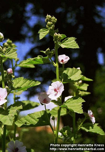 Photo: Althaea officinalis 1.