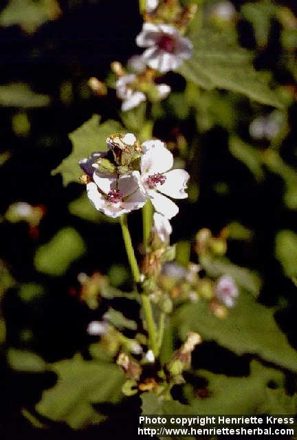 Photo: Althaea officinalis 3.