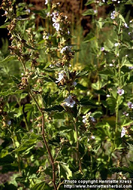 Photo: Althaea officinalis 4.