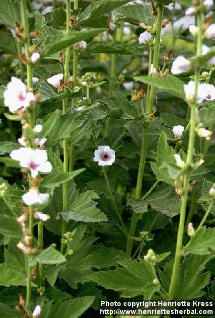 Photo: Althaea officinalis 5.