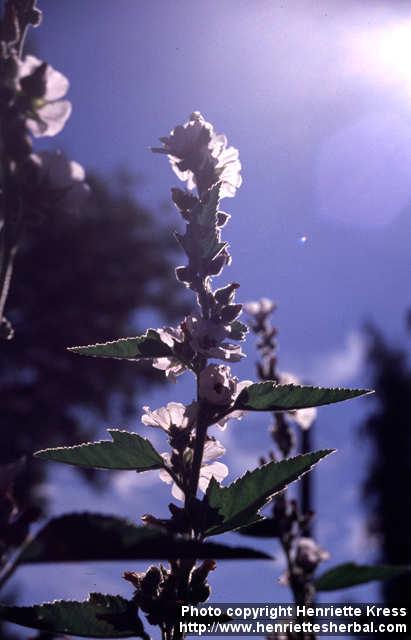 Photo: Althaea officinalis 6.