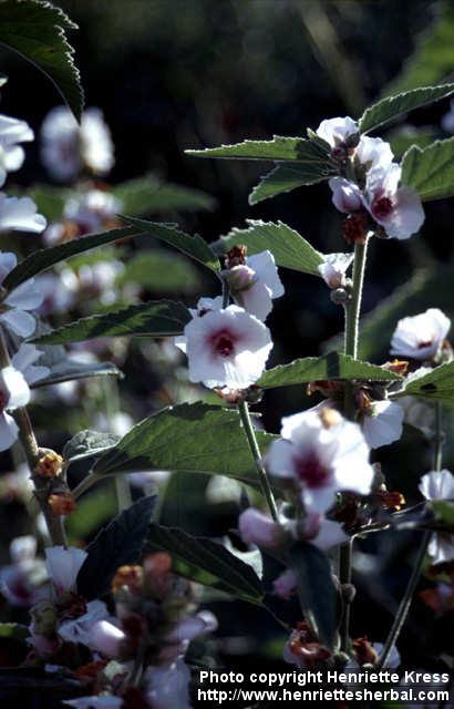 Photo: Althaea officinalis 9.