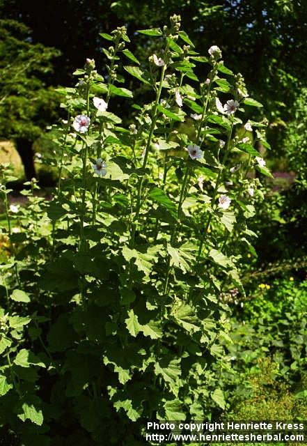 Photo: Althaea officinalis.