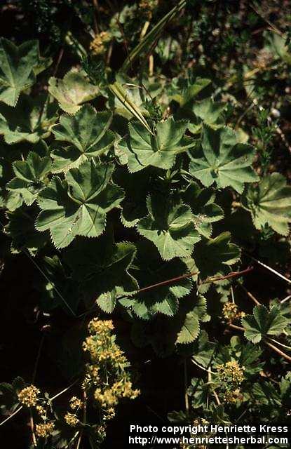 Photo: Alchemilla vulgaris 1.