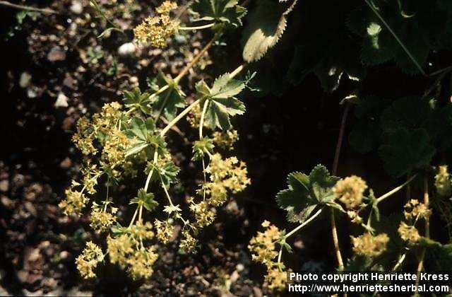 Photo: Alchemilla vulgaris 2.