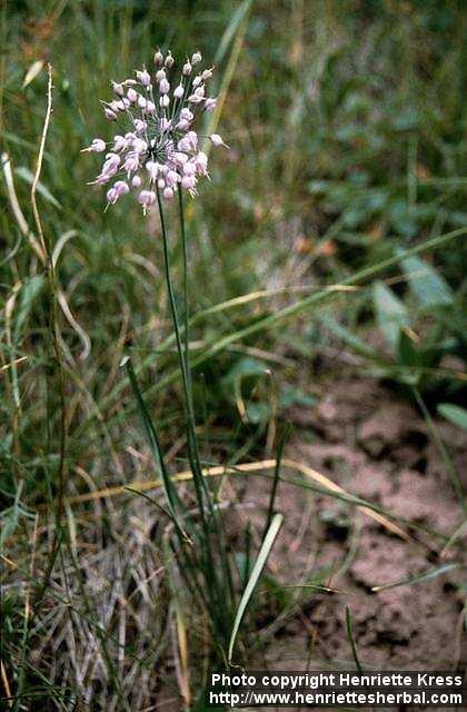 Photo: Allium.