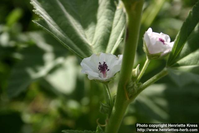 Photo: Althaea officinalis 10.