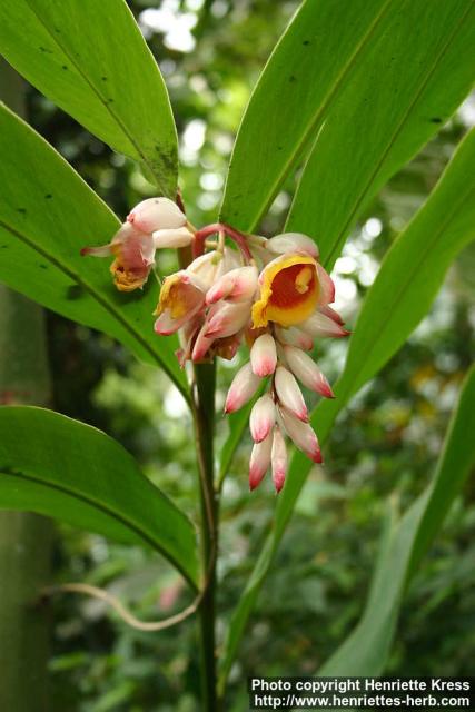 Photo: Alpinia zerumbet 2.